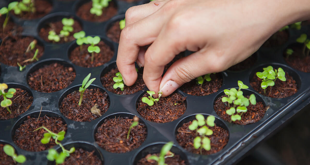 Công ty Horticulturist Seeding Plants