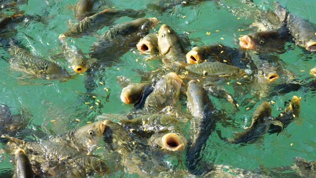 aquaculture food supplement 01 aquaculture food supplement 01