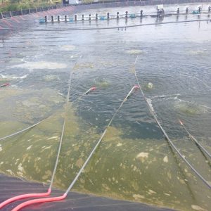 by proquatic b color tạo màu xanh & kiểm soát tảo 500g