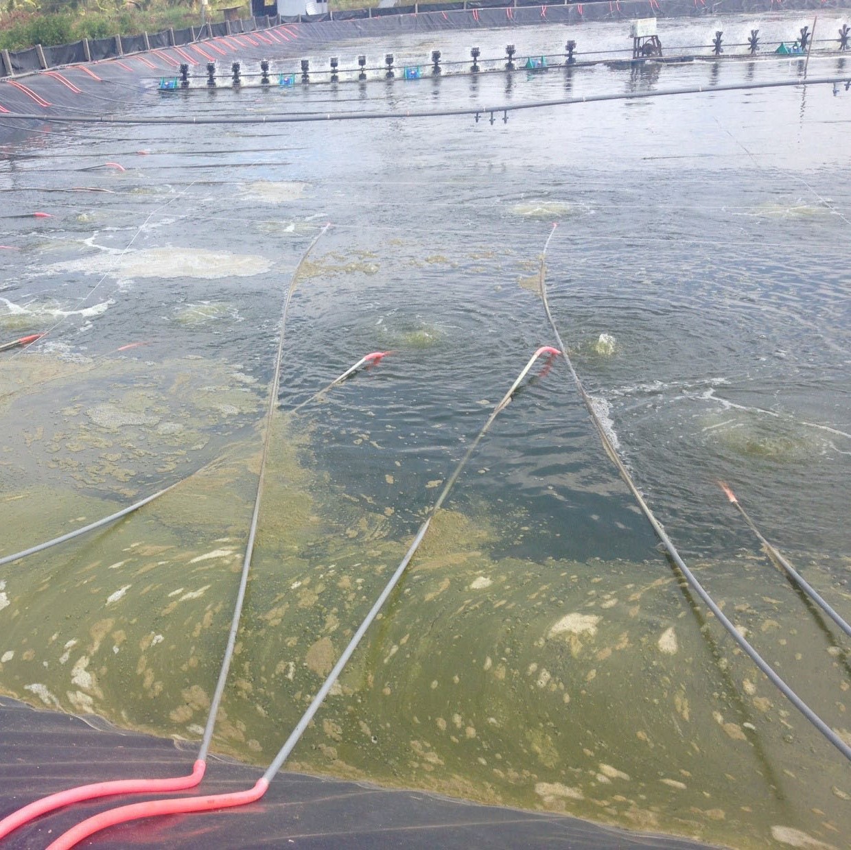 by proquatic b color tạo màu xanh & kiểm soát tảo 500g by proquatic b color tạo màu xanh & kiểm soát tảo 500g