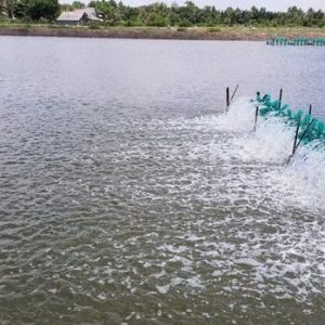 nova color b tạo màu trà & ngăn tảo đáy 1kg