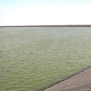 by proquatic b color tạo màu xanh & kiểm soát tảo 500g