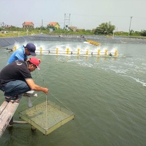 by proquatic b color tạo màu xanh & kiểm soát tảo 500g