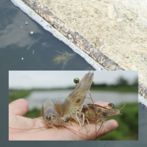 nova aquabac new vi sinh yucca xử lý đáy & khí độc 500g