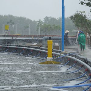 hhn vitamin c sủi chống sốc và tăng đề kháng 5kg