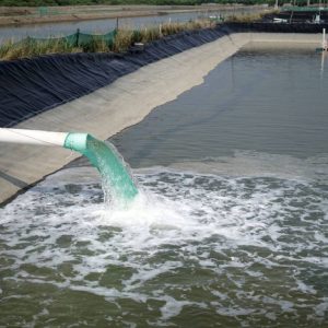 cp biotical hóa chất diệt khuẩn & nấm 2l