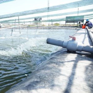 cp biotical hóa chất diệt khuẩn & nấm 2l