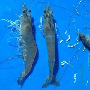 by hedaclean a siêu diệt ký sinh trùng 1kg