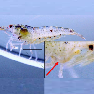 hh hedaclean a siêu diệt ký sinh trùng 1kg