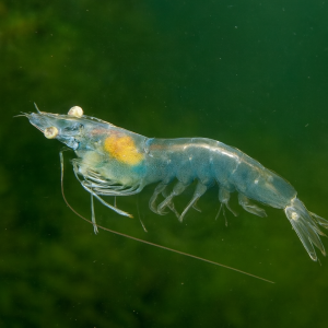 nth hepatocare phục hồi chức năng gan sz 500g