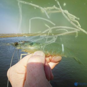 nth proremid phòng & trị phân trắng el 500g