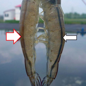 by megabic men đường ruột 1kg