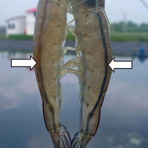 nth gut pro men đường ruột el 500g