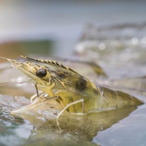 vg hi yucca xử lý khí độc & tăng đề kháng 1l