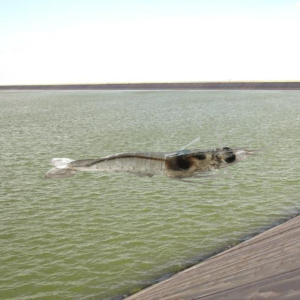 by megabic men đường ruột 1kg