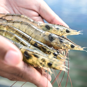 nth hepatocare phục hồi chức năng gan sz 500g