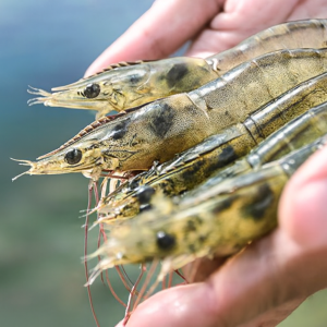 nova aquabac new vi sinh yucca xử lý đáy & khí độc 500g