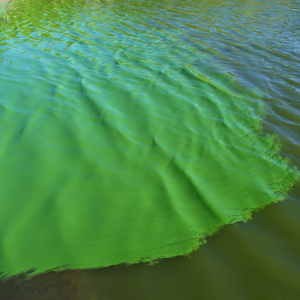 dv aluminium 100 Đa vi sinh khử phèn 1kg