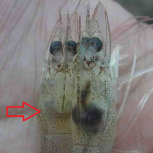 nm al kill diệt khuẩn chuyên trị đốm đen 500ml