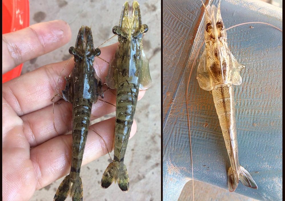 tôm bị vểnh mang