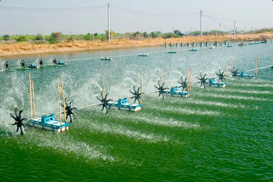 Tảo độc trong ao nuôi và giải pháp khắc phục water treatment 01 (algae)