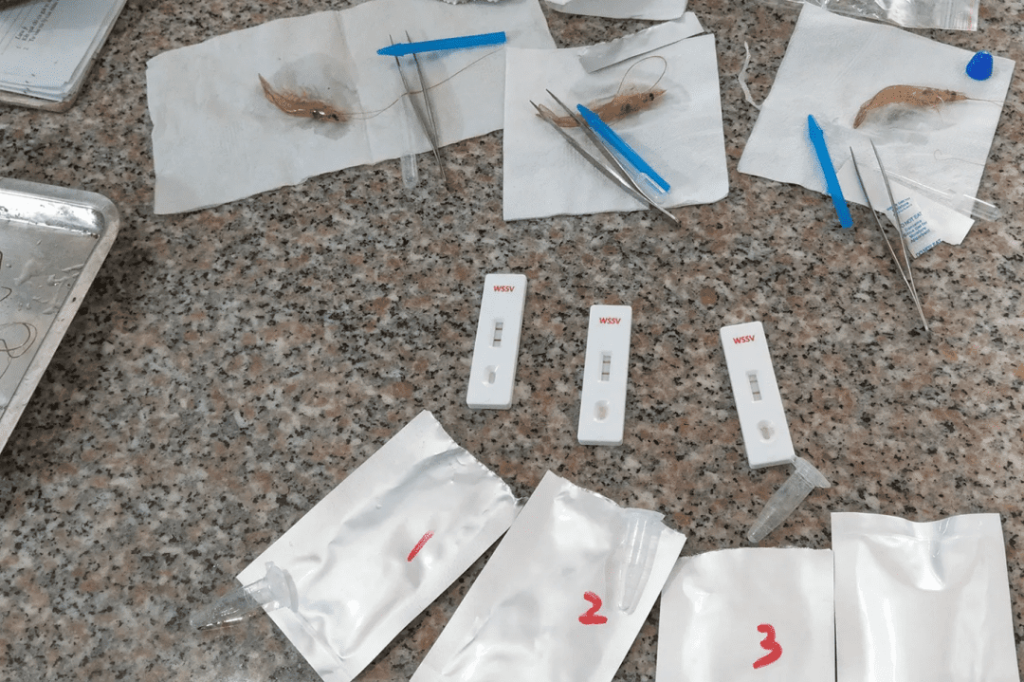 Phòng ngừa sớm bệnh đốm trắng: Xét nghiệm nhanh WSSV xét nghiêm nhanh wssv