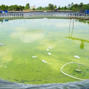 sy bicarz nâng kiềm nhanh 25kg