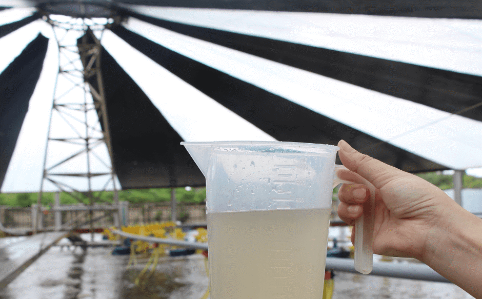 ao tôm nhiễm kl nặng