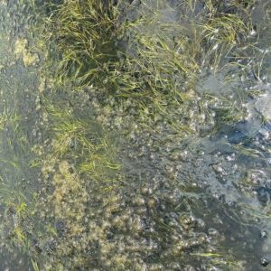 il sanguard aqua vi sinh nước ngăn chặn mầm bệnh 500ml