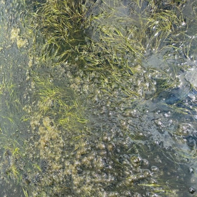 il sanguard aqua vi sinh nước ngăn chặn mầm bệnh 500ml il sanguard aqua vi sinh nước ngăn chặn mầm bệnh 500ml