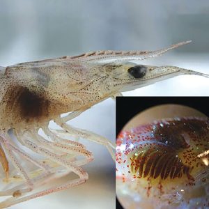 cn natri thiosulfate nguyên liệu china 25kg