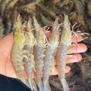 np toxicell plus khoáng ăn cao cấp 20kg