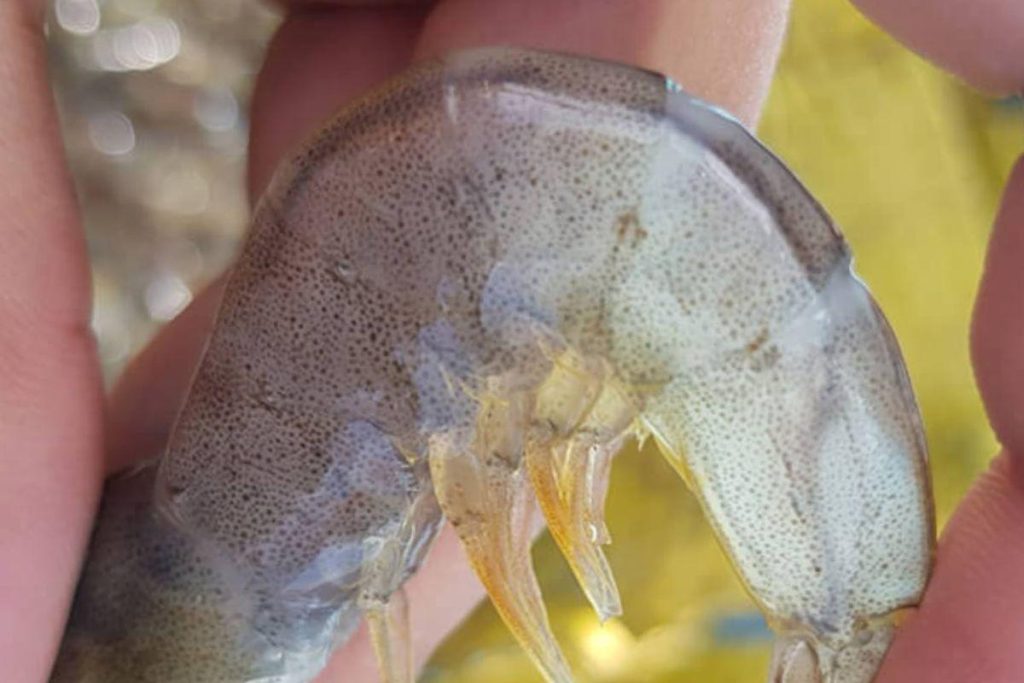 Bệnh vi bào tử trùng EHP ở tôm: Cách phòng và điều trị ehp tren tom