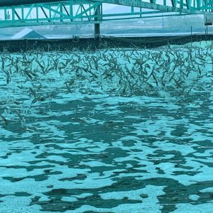 bm aqua duo tăng cường sức khỏe tôm 1l