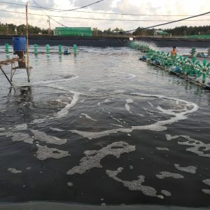 bn nano amor siêu diệt khuẩn & nấm 250ml