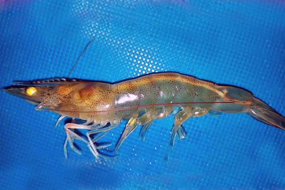 tôm bị bệnh đường ruột