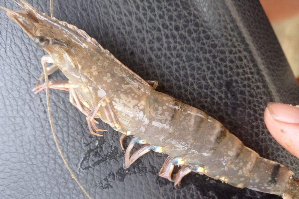 Bệnh đốm trắng ở tôm: Nguyên nhân & Cách phòng chống tôm bị đốm trắng