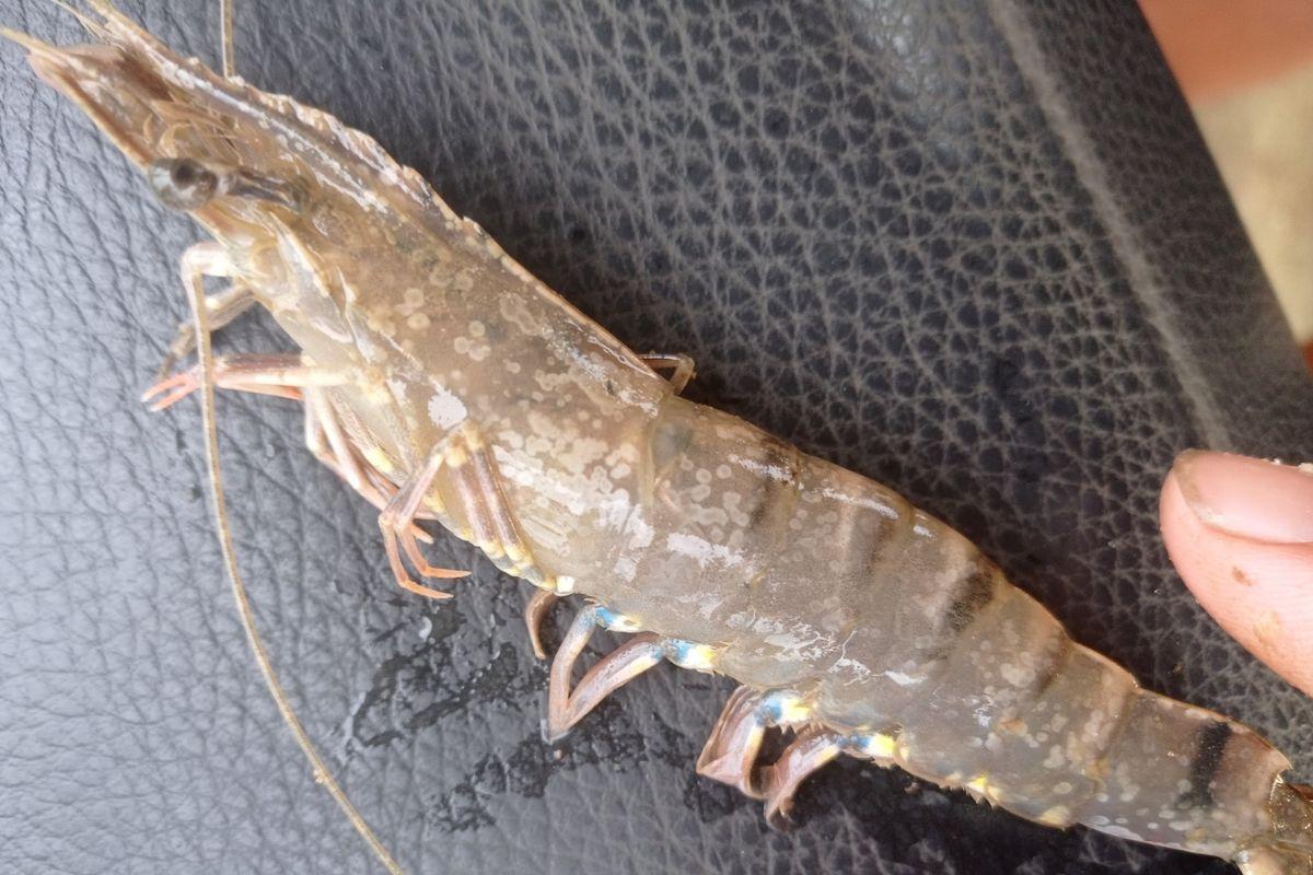 tôm bị đốm trắng