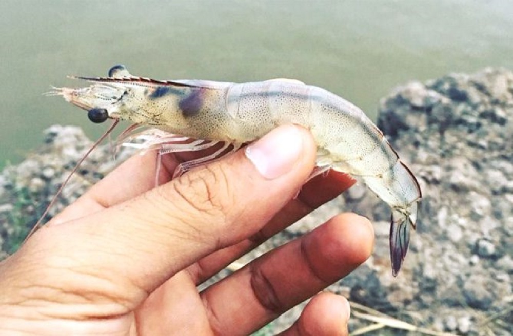 Tôm bị sưng gan: Cảnh báo sớm các bệnh nguy hiểm tôm bị sưng gan